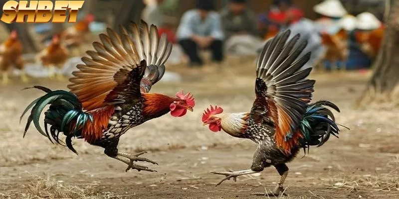Đá gà cung cấp nhiều giải đấu và sự kiện lớn nhỏ đang chờ bạn khám phá Đá gà cung cấp nhiều giải đấu và sự kiện lớn nhỏ đang chờ bạn khám phá